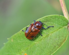 Cryptocephalus coryli