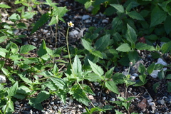 Tridax procumbens