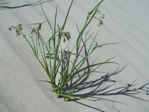 Tradescantia occidentalis var. scopulorum