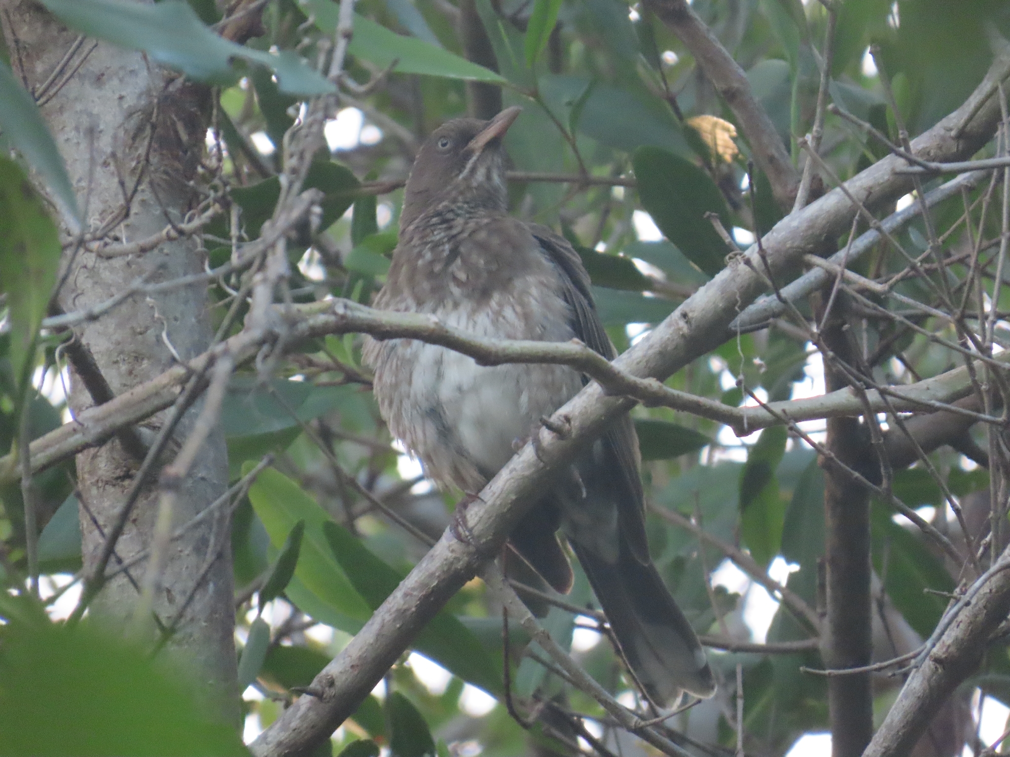 Pearly-eyed Thrasher