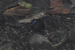 Hafferia zeledoni