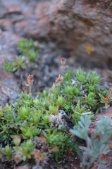 Androsace ovczinnikovii