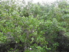 Rhizophora mangle
