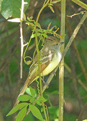Myiarchus tyrannulus