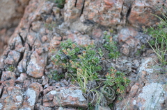 Androsace ovczinnikovii