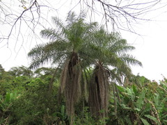 Cocoseae