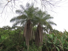 Cocoseae