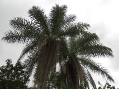 Cocoseae