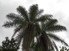 Cocoseae