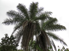 Cocoseae