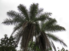 Cocoseae