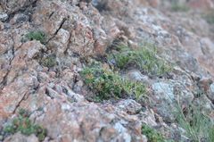 Androsace ovczinnikovii