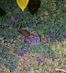 Nyctidromus albicollis