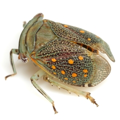 Itzalana submaculata