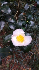 Theaceae