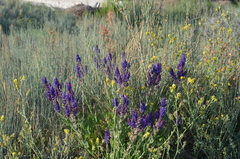 Salvia deserta