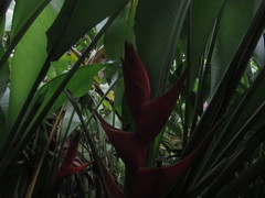 Heliconia caribaea