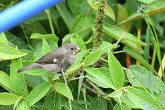 Catamenia