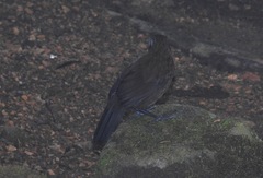 Hafferia zeledoni