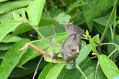 Catamenia
