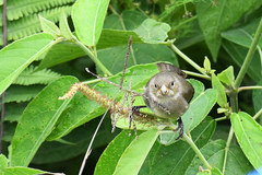 Catamenia