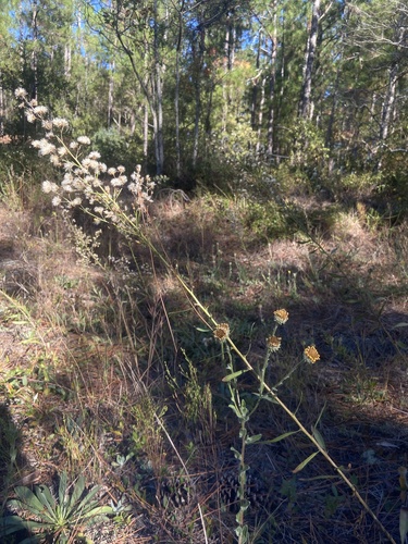 Kral's goldenrod (Solidago kralii)