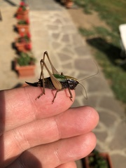 Zeuneriana abbreviata