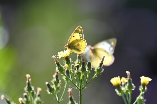 Colias poliographus