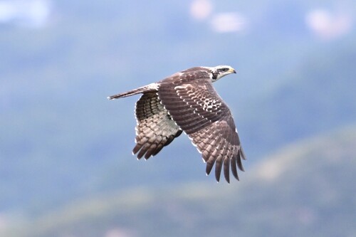 Observations by chapeng · iNaturalist