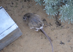 Dipodomys heermanni