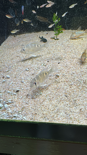 Cupid Cichlid (Biotodoma cupido) — Cichlidae — 4