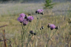 Centaurea scabiosa adpressa