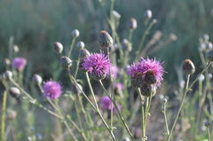 Centaurea scabiosa adpressa