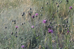 Centaurea scabiosa adpressa