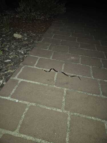 White-crowned Snake sighting