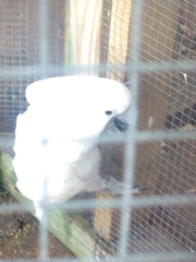 Cacatua alba