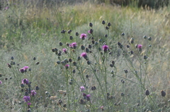 Centaurea scabiosa adpressa