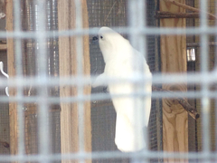Cacatua alba