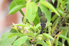 Spinus xanthogastrus