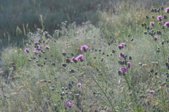 Centaurea scabiosa adpressa