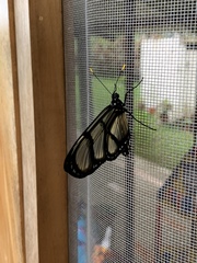 Methona confusa psamathe