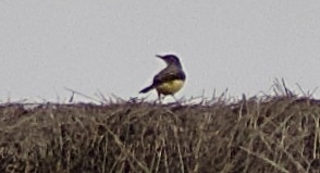 Madagascar Wagtail (Motacilla flaviventris), photo 5