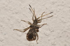 Centrocoris spiniger