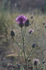Centaurea scabiosa adpressa