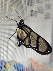 Methona confusa psamathe