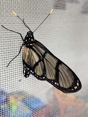 Methona confusa psamathe