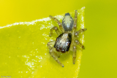 Maeota