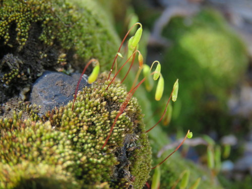 Beautiful Bryum (Bryum calobryoides)