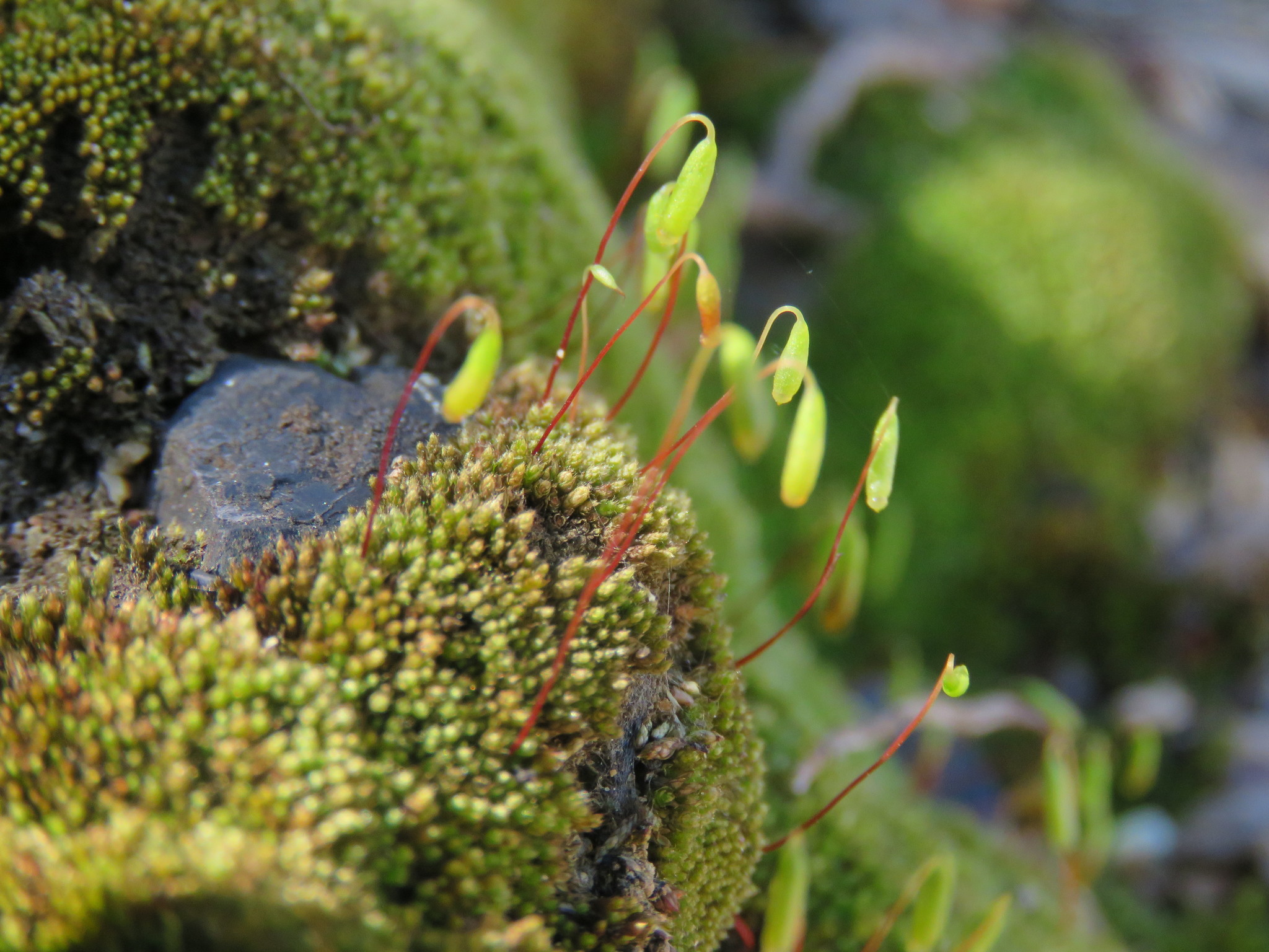 Bryum calobryoides