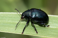 Typophorus